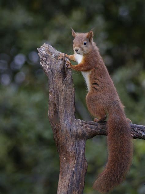 Squirrel Climbing Tree Animales