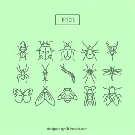 Premium Vector Insects Collection
