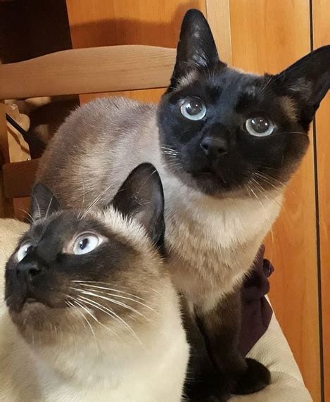 14 Reasons Why You Should Never Own A Siamese Cat Page 2 Of 3 Petpress