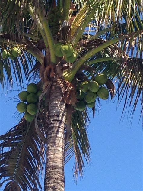 Coconut Palm Trees In Florida Tonia Crandall