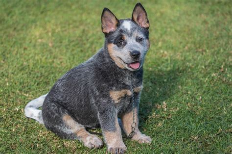 The texas heeler is a very willing to please individual. Blue Heeler: The Ultimate Breed Guide 2020 | Pups4Sale ...