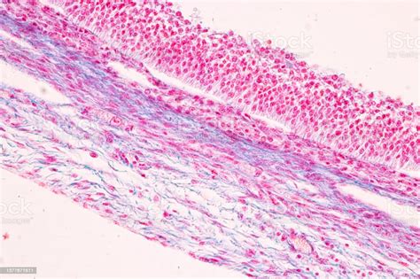 Anatomi Dan Ovarium Histologis Testis Dan Sperma Sel Manusia Di Bawah Mikroskop Foto Stok