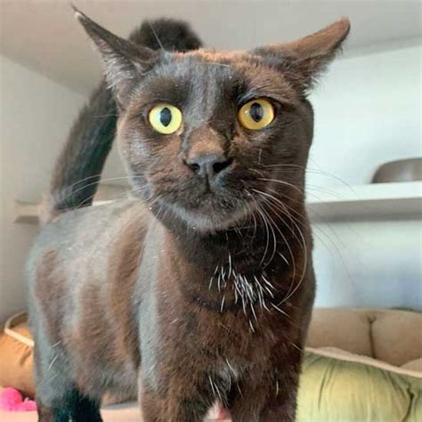 I originally came from sacramento where i was living with my previous human. Cat & Kittens for Adoption in San Diego | Helen Woodward ...