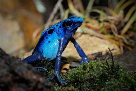 Blue Poison Dart Frog Dendrobates Tinctorius Azureus Blue Poison Arrow