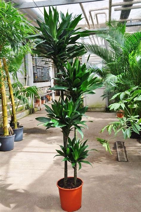 Drachenbaum — drachenbaum, (dracaena draco), ein in ostindien, auf den kanarischen inseln, auf dem vorgebirge der guten hoffnung und auch in südeuropa im freien wachsender baum. Drachenbaum | Drachenbäume | Pflanzen | Der Palmenmann
