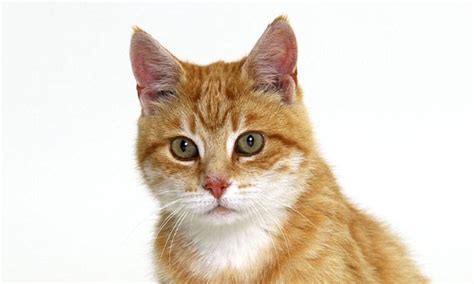 Learn how the genetic testing process works, from providing a sample to making a plan with your healthcare provider. Scientists looking at genetic make-up of cats to help ...