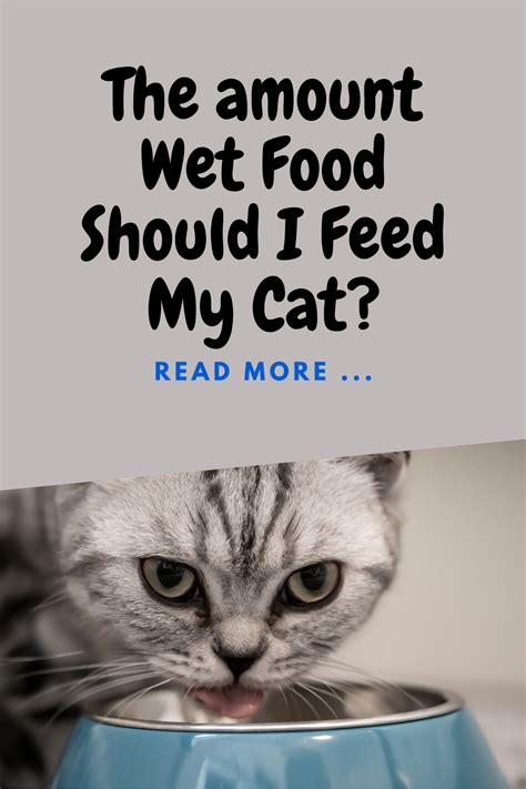 Rachael ray nutrish indoor complete natural dry cat food, chicken with lentils & salmon recipe. The amount Wet Food Should I Feed My Cat? in 2020 | Pamper ...