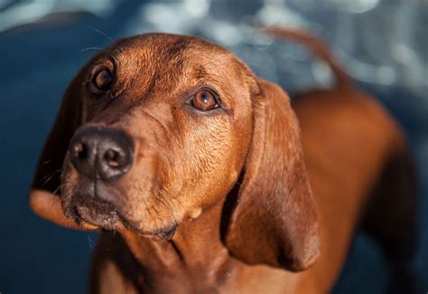Redbone Coonhound Full Profile History And Care