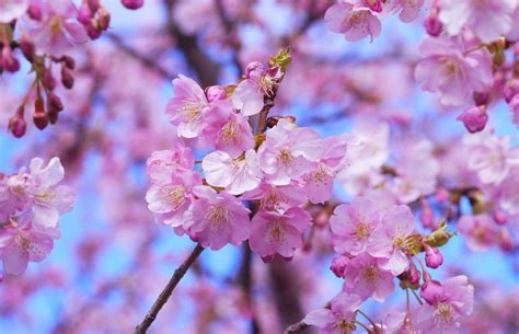 Calendrier Floraison Sakura 2022 Calendrier Juin