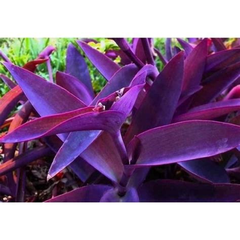 Tradescantia Pallida Purple Queen Plant Wild Roots