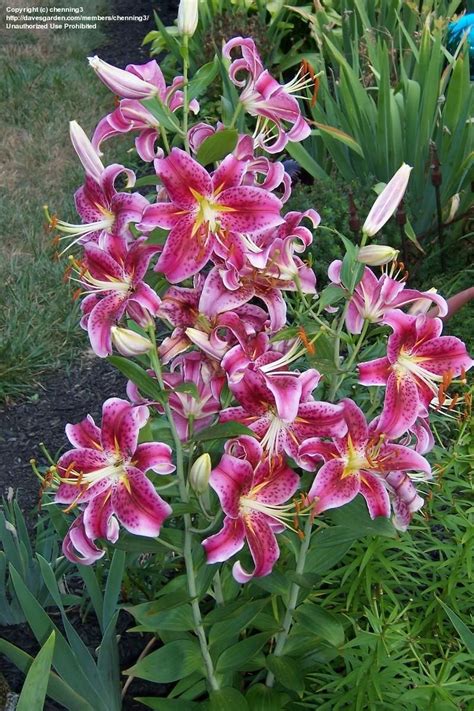Lilium Plantfiles Picture 29 Of Oriental Lily Star Gazer Lilium