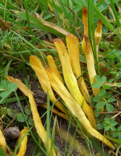 I describe my almost life long quest to cure the yellow toenail fungus (also known as. Yellow Club Fungus - Life and Opinions - Life and Opinions
