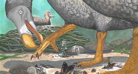The dodoподлинная учетная запись @dodo. Bones reveal what it was like to grow up dodo | Science News