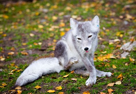 Hintergrundbilder Tierwelt Fauna Blatt Gras Wolf Fuchs
