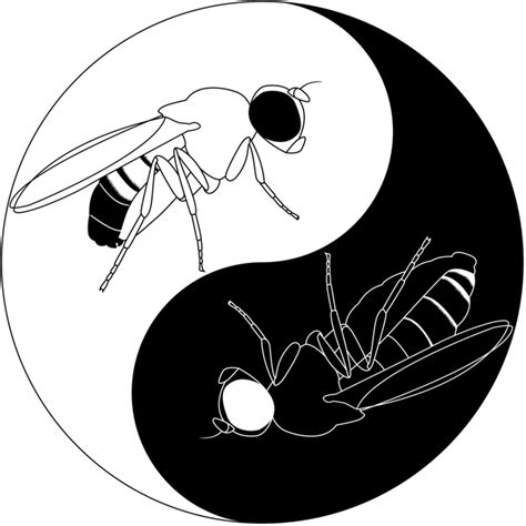 Males And Females Display The Yin Yang Duality Represented In The