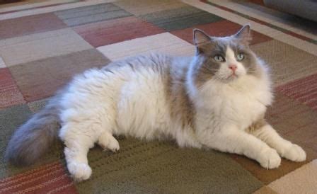 Buying fromm food with caution (self.catfood). Poppi Blue Bicolor Mink Male Ragdoll - Ragdoll Cats for ...