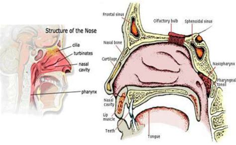 Nasal Cavity By Asklepios Medical Atlas Lupon Gov Ph