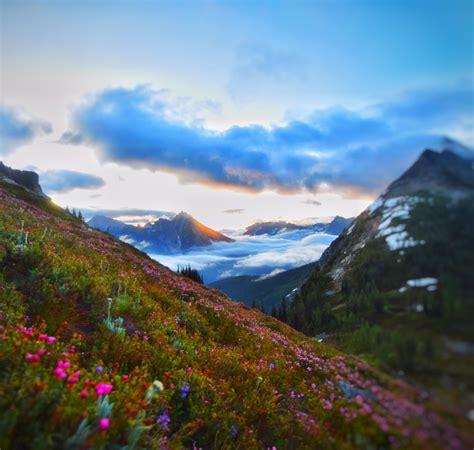 Wildflowers Blooming Over The Clouds In Northern Cascades Oc