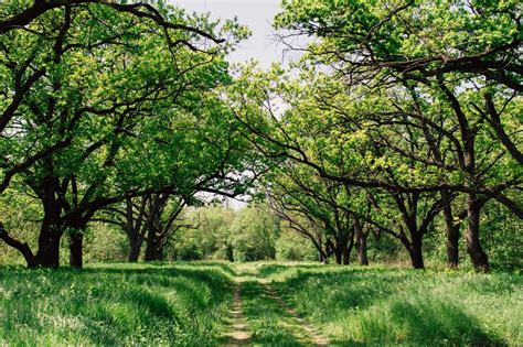 The Top 6 Fast Growing Oak Trees That Stay Healthy Just Trees Online