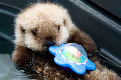 Seaottersdotcom Twitter Otters Cute Baby Sea