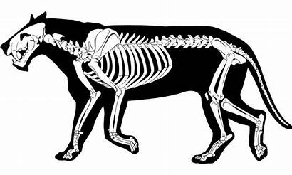 Skeleton Cat Tooth Clipart Saber Fossil Silhouette