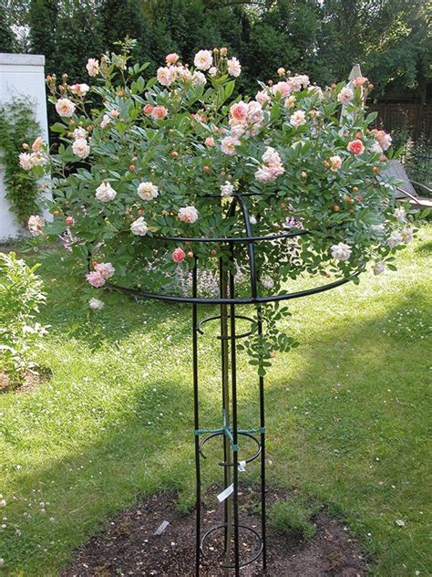 Giverny Rose Umbrella Solid Metal Support For Weeping Standard Roses