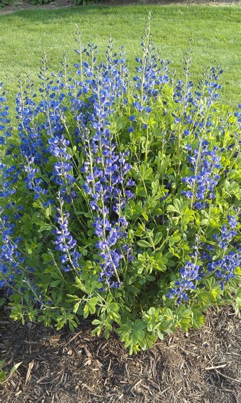 Check spelling or type a new query. 1000+ images about Landscaping Ideas w. Native Plants for ...