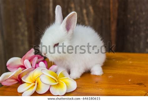 Cute Baby Rabbit Flower Stock Photo 646180615 Shutterstock