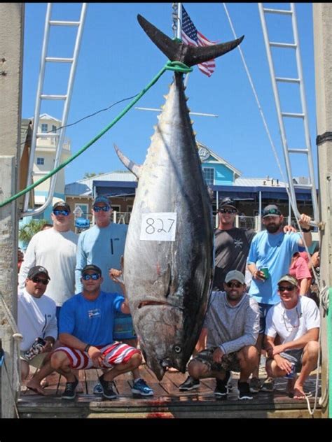 Giant Bluefin Tuna World Record