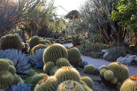 Because of these adaptations, cacti are able to survive in the desert where most plants would die. 8 amazing cactus gardens and shops around L.A. | Cactus ...