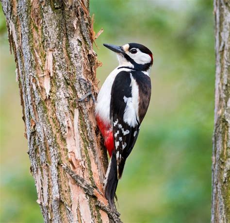 Great Spotted Woodpecker Sounds And Calls Wild Ambience Sounds