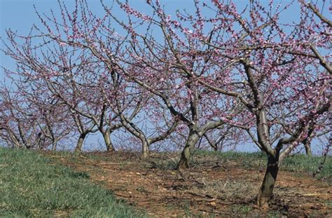 At bud swell and at bud burst spray with copper or mavrik. How to Make Organic Fruit Tree Spray | Hunker