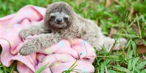 Cutest Baby Sloth On A Blanket Image On Grass Sloth Of The Day