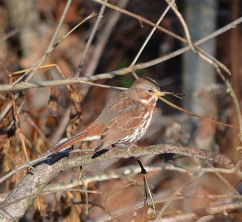 Todays Bird Fox Sparrow Southern Indiana Birder