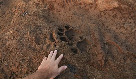 Maybe you would like to learn more about one of these? 36 Most Common Animal Tracks | Identification Guide for ...