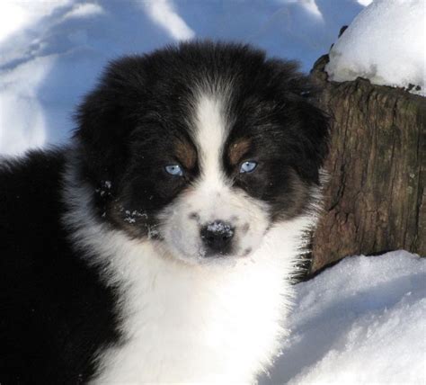 Got my first bet's when there were very few and very now have lots of blue eye tri australian shepherds for sale, bet aussie, teacups, toys, puppies to adults, minis, reds, blacks, boys & girls. Australian Shepherd, black tri blue eyes | Australian ...
