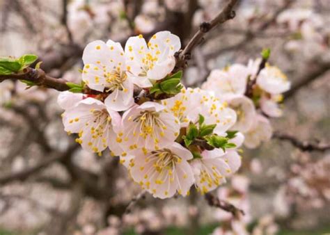 When Do Apricot Trees Bloom 🌸 🍑 Your Guide To Apricot Blossoms Timeline