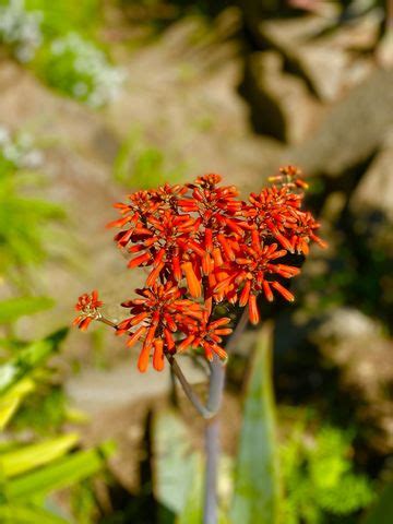 Check spelling or type a new query. Close-up of red flowering plant against | ID: 158435017
