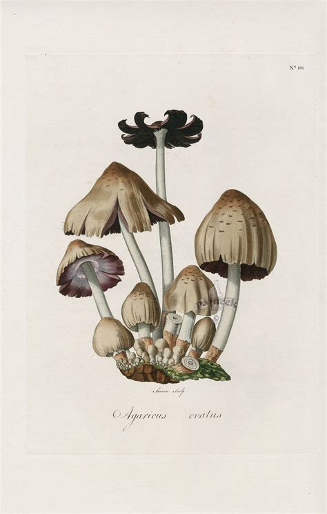 Agaricus Ovatus Mushroom From Curtis Flora Londinensis Mushrooms Prints