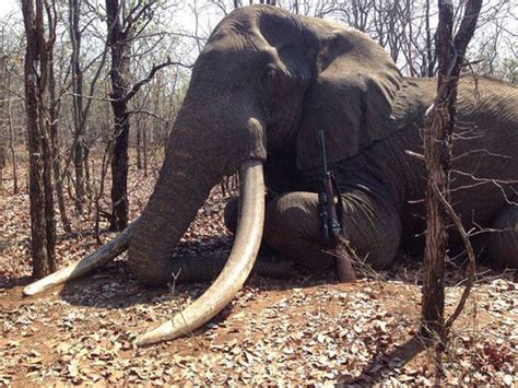 Sick Hunters Worldwide Celebrate Shooting Of Africas Biggest Elephant