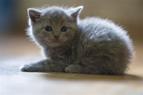 Whats The Average British Shorthair Lifespan Dilemma Solved