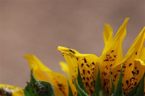 Check spelling or type a new query. Bug of the Week: Sunflower Aphids - Growing With Science Blog