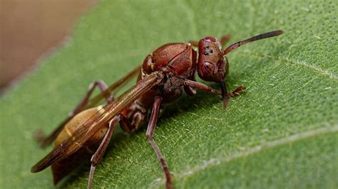 Nature Insecte Macro Frelons Fond Décran Hd Wallpaperbetter