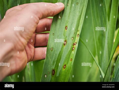 Common Plant Diseases Fungal Spots On Leaves Black Spot Or Blotches