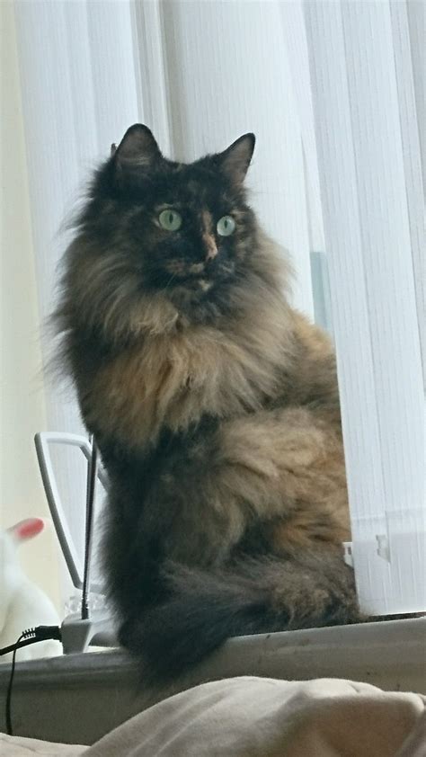 Tortoiseshell Norwegian Forest Cat Fluffymainecoonny