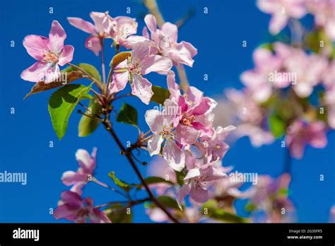Blooming Wild Apple Tree With Pink And White Flowers Close Up Stock