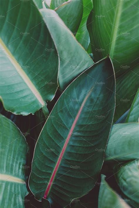 We did not find results for: Pin on tropical leafs