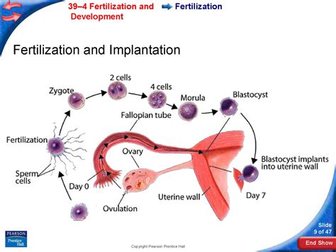 Info Populer Fertilization Process Pregnancy Info Terbaru