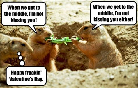 Animal Capshunz Valentines Day Funny Animal Pictures With Captions