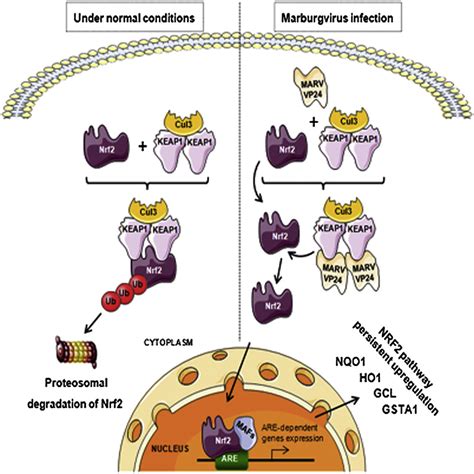 Both viruses are native to africa, where sporadic outbreaks have occurred for decades. Marburgvirus Hijacks Nrf2-Dependent Pathway by Targeting ...